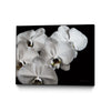 \"White Orchid Ii\" Canvas Framed Black 24x18 Wall Art