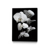 \"White Orchid Iii\" Canvas Framed Black 18x24 Wall Art