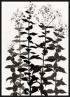 Botanica Framed High Gloss Artwork - 33\" x 45\"