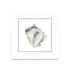 \"Seafoam Shell\" Matted and Framed White 36x36 Wall Art