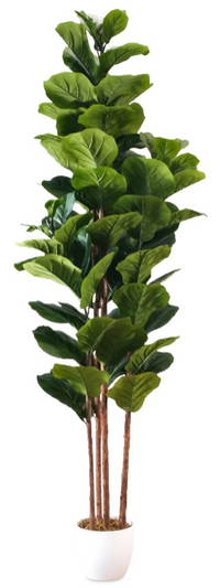 Fiddle Fig 71