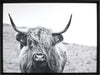 Framed Laminated Bull - 31\" x 41\"