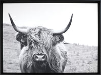 Framed Laminated Bull - 31