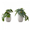 Alocasia 8\" Artificial Plant - Set of 2