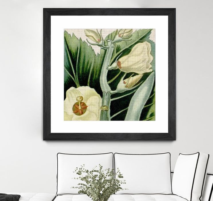 \"Cropped Turpin Tropicals Iii\" Matted and Framed Black 36x36 Wall Art