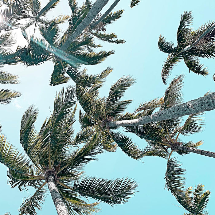 \"Palm 03\" Giant Art 54x54 Wall Art