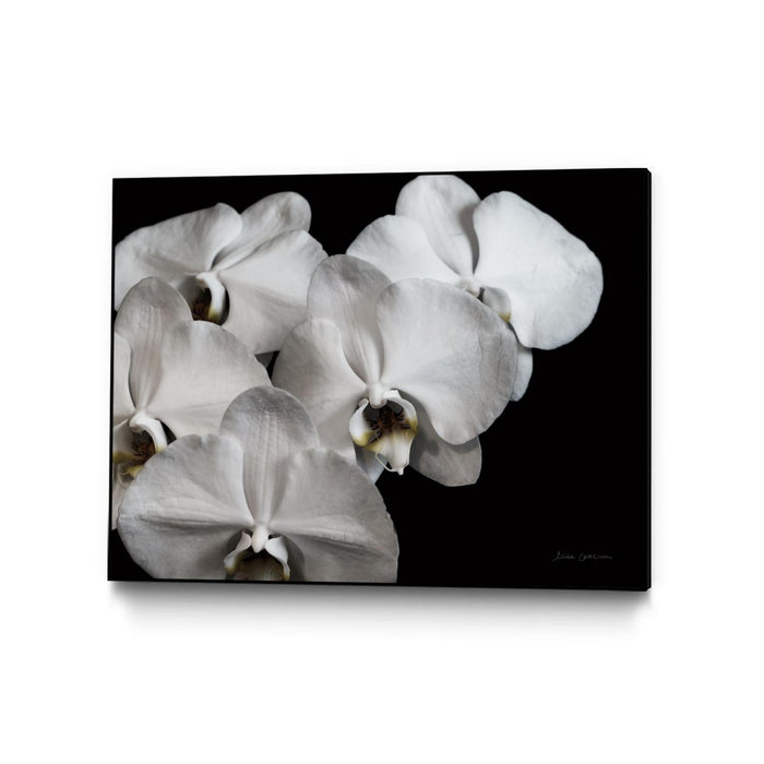 \"White Orchid Ii\" Canvas Framed Black 24x18 Wall Art