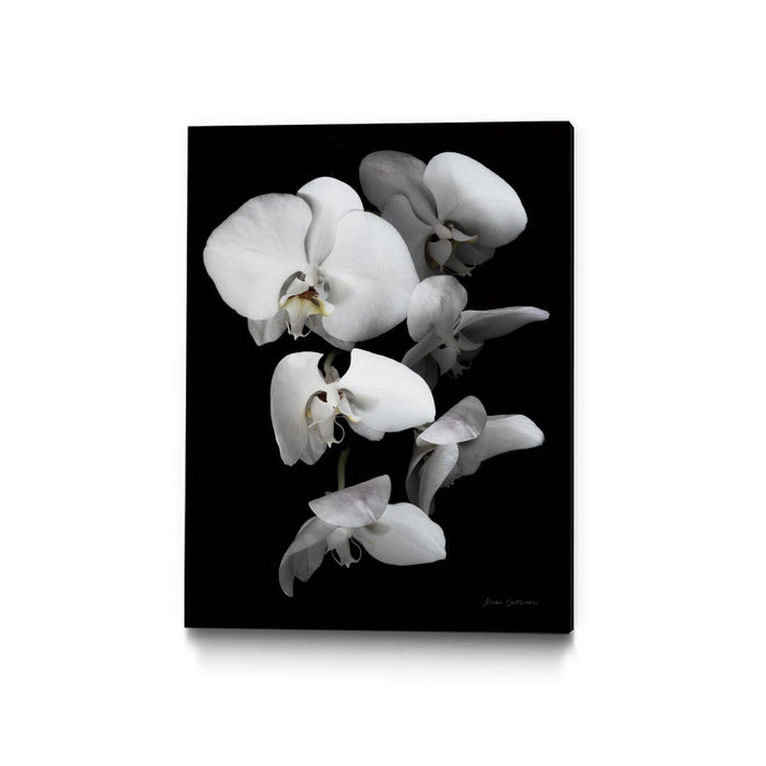 \"White Orchid Iii\" Canvas Framed Black 24x32 Wall Art