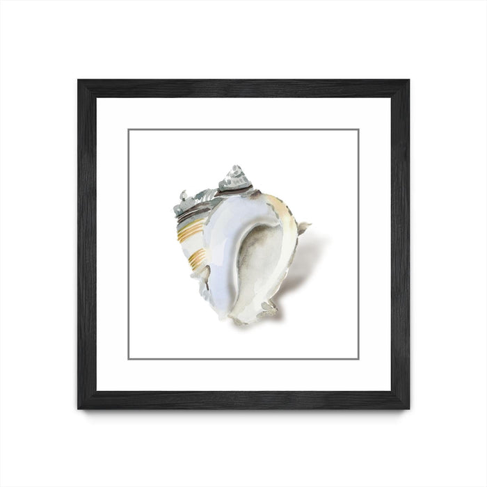 \"Seafoam Shell\" Matted and Framed Black 30x30 Wall Art