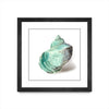 \"Shell In Mint\" Matted and Framed Black 36x36 Wall Art