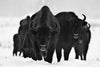 \"Europeans Bizons\" Giant Art 72x48 Wall Art