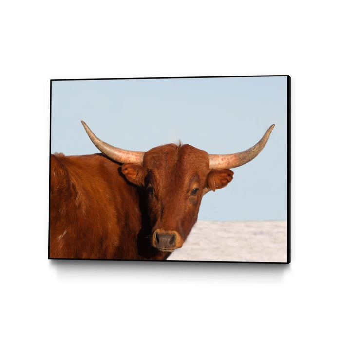 \"Steer\" Canvas Framed Black 40x30 Wall Art