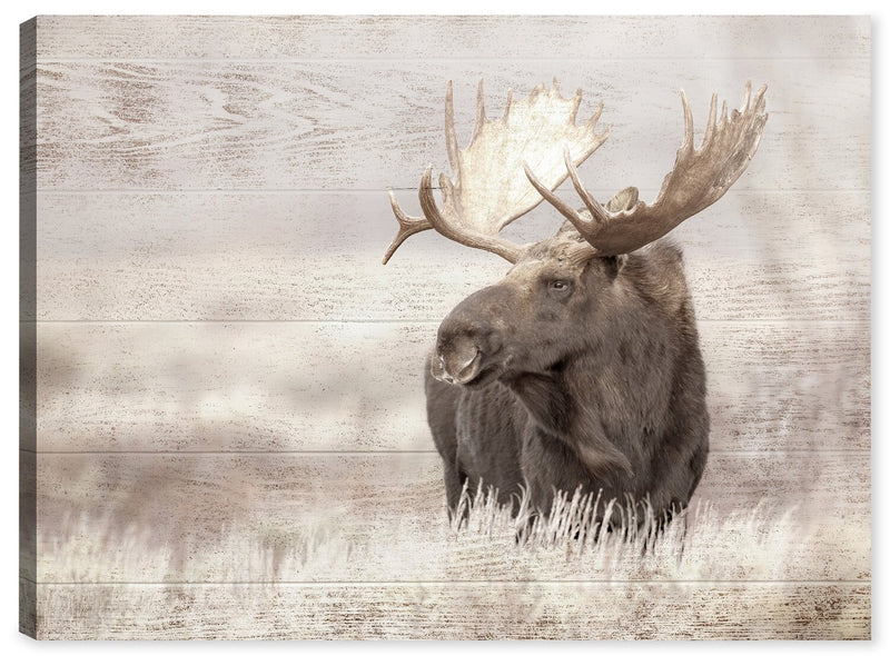Lone Moose Canvas Artwork – 30\" x 40\"