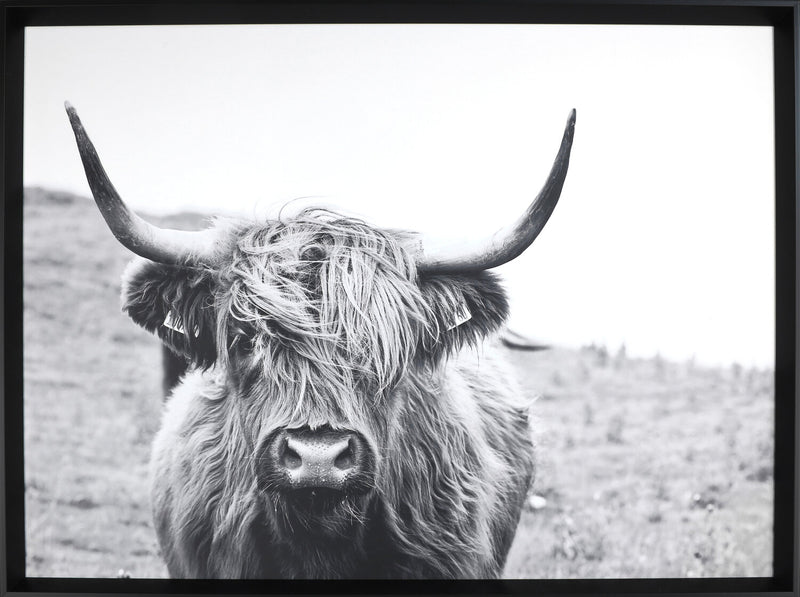 Framed Laminated Bull - 31\" x 41\"